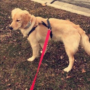 Meet your Posher, Malia